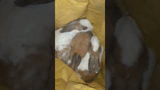 Rabbit #viralvideo #millionviews #shortsvideo