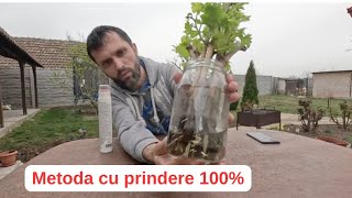 Înrădăcinarea unei vițe prin butași în apă - Rata de prindere 100%