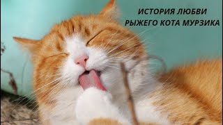 ИСТОРИЯ ЛЮБВИ РЫЖЕГО КОТА МУРЗИКА! РЕАЛЬНАЯ ИСТОРИЯ!