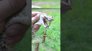 Viper Snakes More Beautiful, Dangerous And Venomous #shorts