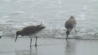 Des oiseaux à Coronado Beach