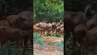 zoo ,vizag,deers, visakhapatnam, kailasa giri