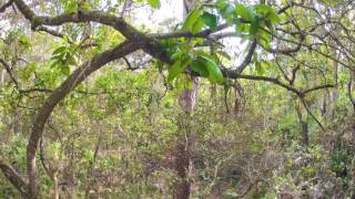 gopro hd hero2 camera on rotating timer on 25 foot tall tripod in john chestnut park [2012.03.20]