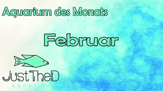 Aquarium des Monats #Februar