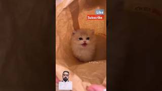 Cutes cat #shortvideo #ytshorts #cat