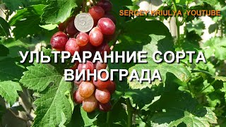 Ультраранние сорта винограда. 30 июля - 2 августа 2020 г. www.vinograd-kriulya.com