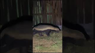 Have you ever seen honey badgers sneaking around in the wild?? #safari