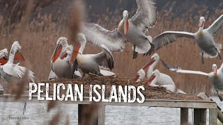 We are creating artificial islands for Pelicans