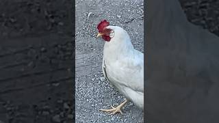 Beautiful rare breed chickens #youtubeshorts #birds #viralvideo #youtube