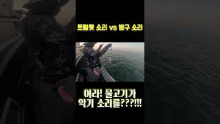 #shorts  방구 소리 같기도 하고 악기 소리는 내는 물고기가 있다!!