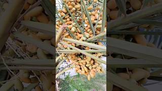 Date Tree | Dubai Dates Tree #dubai #datetree #dates #shortvideo #youtubeshorts