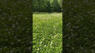 Clover plot is lookin great. Clover food plot