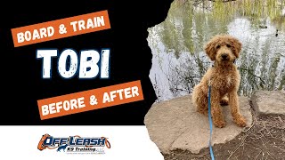 Goldendoodle, 6 m/o, "Tobi" | Amazing Goldendoodle Obedience Training Spokane