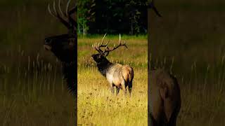 Using a huge lens to capture wildlife #yellowstone #yellowstonenationalpark #wildlifephotography