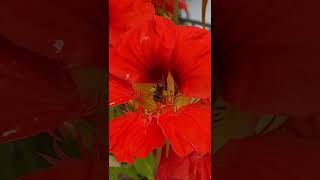 Bee Harvesting Pollen | Pollen Pants On Bees | Beautiful Nature Shorts