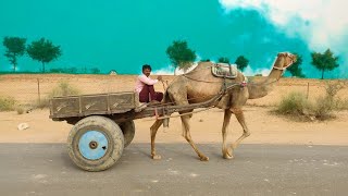 ऊंट का जोरदार वीडियो फुल लोड के अंदर camel video