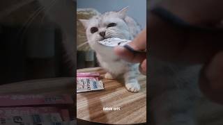 kucing makan snack #kucinglucu #feedingcat #catlover