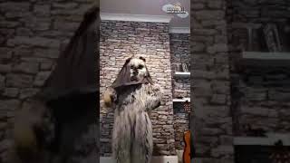 Ewok Dancing to the Macarena