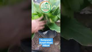 Rumpunan Kunyit Hitam subur sekali @keluargapetani