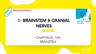 Brainstem and Cranial Nerves | CHAPTER#5. THE BRAINSTEM.