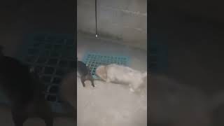 Cute Philippine chihuahua and poodle playing #trending #chichuahua #poodle #viralvideo #viralshort