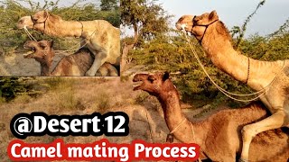 Camel mating Process in desert hot 🏜️|| Camel meeting process||