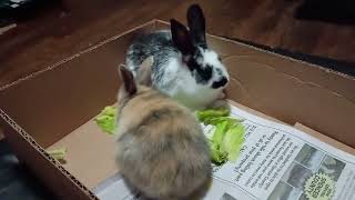 Our female Calico Rabbit, and our black and white spotted male rabbit.