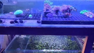 AQUARIUM LAUT NO SKIMMER HOAX❓️