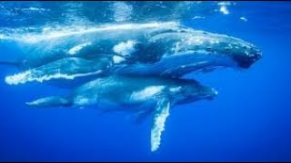 Huge whales jumping out of nowhere and singing amazingly#1