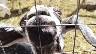 КОЗИЙ РЕЛАКС!💆🏼‍♀️ летний день из жизни моих коз 🐐🌻