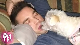 Pet's are the BEST Alarm Clocks | Try Not To Laugh - Funny Sleeping Videos