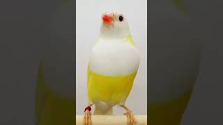 Gouldian Finch #shorts