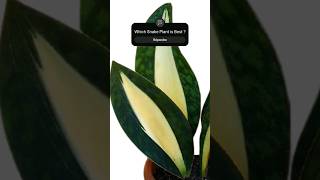 Amazing 20 Different varieties of Snake Plants | Sansevieria #shorts #snakeplant #viral #beauty