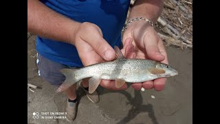 УСАЧ ПО МУТНОЙ ВОДЕ\ловля усача на лабе