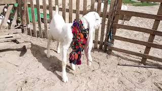 Long ears with beauty of nose.               Gulabi female kids.