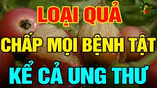 Loại quả dân giã chữa bách bệnh, kể cả ung thư ít người biết - SKST