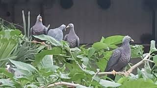 Afrika Zeytin güvercini  ( olive pigeon  ) @WorldOfAfricaTV