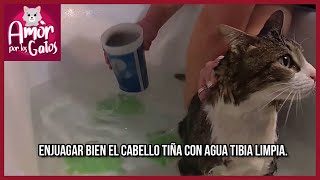 ¿Cómo Bañar a un Gato con Sarna?