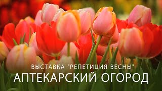 Выставка тюльпанов "Репетиция весны" в Аптекарском огороде