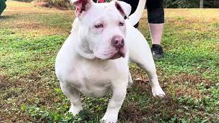 All white male at 5 months old