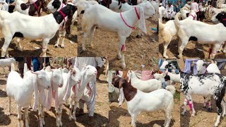 Tandoadam bakra mandi (😍 بکرے ہی بکرے )