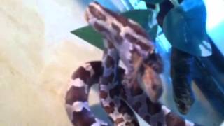 Baby Corn Snake Eating Lizard Close Up !!!!