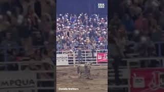 A rodeo bull hopped a fence, injuring at least 3 people before wranglers caught up with it. #shorts