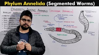 Phylum Annelida / Segmented Worms