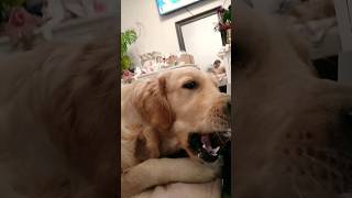 #dog #funny #happy #golden #doglover #yt #shorts #like #subscribe #new #live