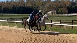 Fluff the Pillow (grey) and Ballycurrin (blinkers) gallop on 10/25.