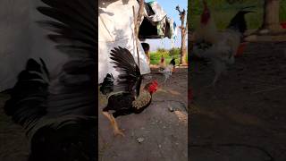 🤯🤯🤯 #HD Rooster Vlog video #tranding #birds #viral video