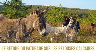 Le retour du pâturage sur les pelouses calcaires