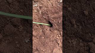 So cool   Using venomous ants catch cricket in deep hole #shorts