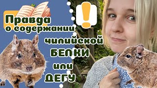 20 фактов о содержании "белки" ДЕГУ